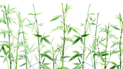 Fototapeta premium Green bamboo stalks and leaves on transparent background