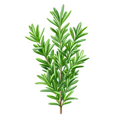 Fototapeta premium Fresh rosemary branch isolated on a white background with green leaves, showing its natural herbal details