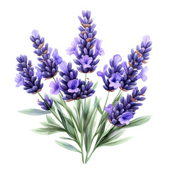 Obraz premium Close-up of a beautiful bouquet featuring blue irises, lavender, and grape hyacinth flowers, showcasing springtime blooms in purple and blue hues