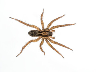 STK 0824 thin-legged wolf spider, Pardosa sp., isolated, cECP 2024