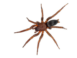 P9050015 European mouse spider, Scotophaeus blackwalli, isolated, cECP 2024