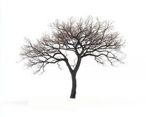 Obraz premium silhouette of a wilting tree isolated on white background
