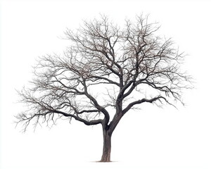 Obraz premium silhouette of a wilting tree isolated on white background