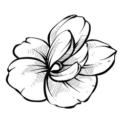 magnolia flower handdrawn illustration