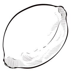 Fototapeta premium lemon handdrawn illustration