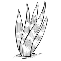 cactus plant handdrawn illustration