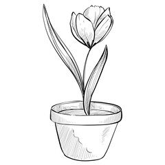 decorative plants handdrawn illustration