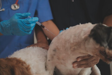 At a modern veterinary clinic, a Panshi Tzu puppy sits on an examination table. Meanwhile, a female veterinarian assesses the health of a healthy dog ​​being examined by a professional veterinarian.