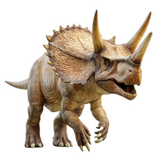 Fototapeta premium Dinosaur standing and roaring isolated on white background. Prehistoric predator Triceratops, full body view