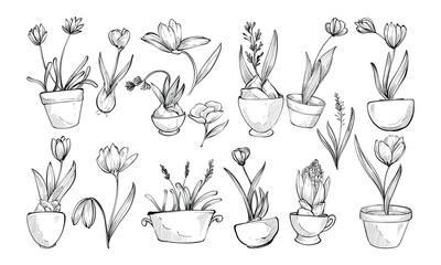 decorative plants handdrawn collection