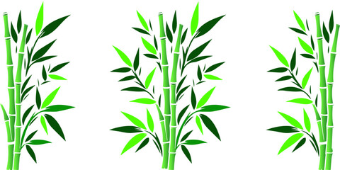 Fototapeta premium Bamboo plant white background
