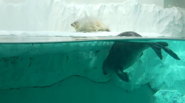 The Ringed seal, Pusa hispida, relaxing on the icy land with the others swimming underwater. 4K
