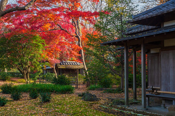 日本の風景・秋　東京都文京区　紅葉の六義園