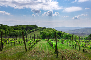 Naklejka premium A vineyard with a cloudy sky in the background