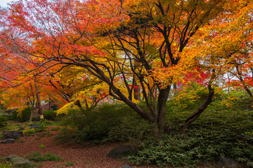日本の風景・秋　東京都文京区　紅葉の六義園