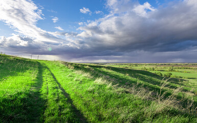 A field of grass with a cloudy sky in the background