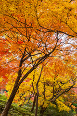 日本の風景・秋　東京都文京区　紅葉の六義園