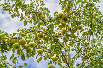 Pear tree in the garden. A branch with ripe pears. There are many large yellow pears.