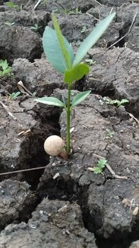 sebuah biji bulat tumbuh tunas di tanah kering retak
