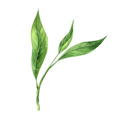 Green realistic aromatic leaves of black or green tea. Watercolor illustration hand drawn on isolated background. Suitable for tea and cosmetics design and packaging, menu design, postcards, banners