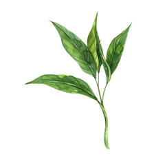 Fototapeta premium Green realistic aromatic leaves of black or green tea. Watercolor illustration hand drawn on isolated background. Suitable for tea and cosmetics design and packaging, menu design, postcards, banners