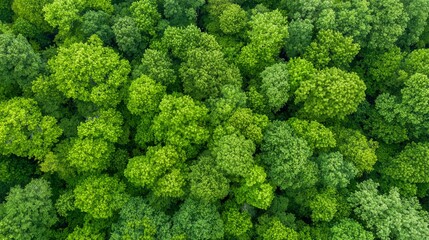 Aerial view of dense green forest canopy