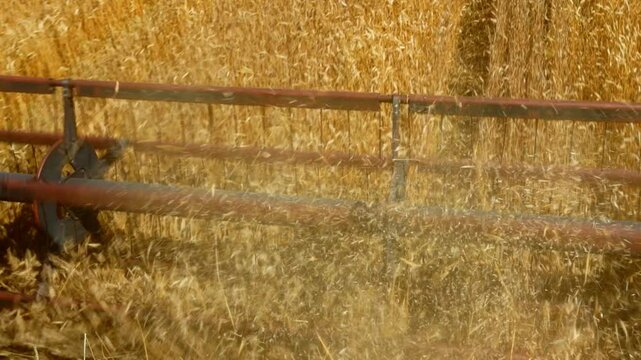 Harvesting wheat in a golden field during late summer at sunset