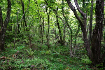 spring primeval forest with mossy old trees and fresh ferns