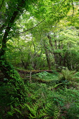 spring primeval forest with mossy old trees and fresh ferns