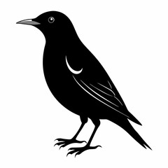 Starling Black silhouette