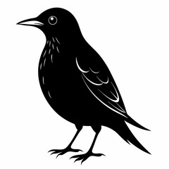 Starling Black silhouette
