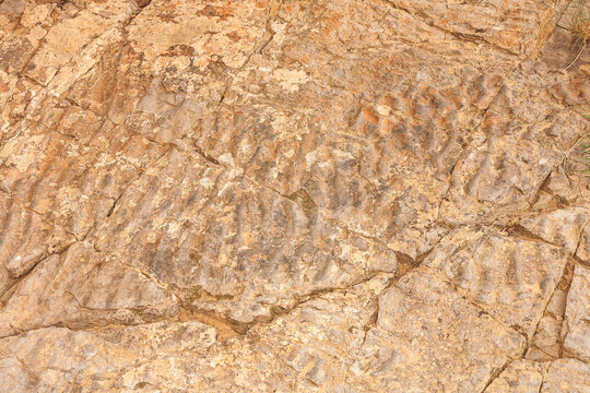 Los Cayos Dinosaur Tracksite. Cornago. La Rioja. Spain. Europe