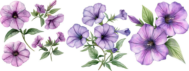 Petunia flowers watercolor illustration