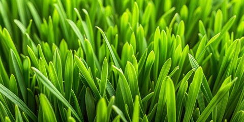 Close-up of fresh, lush green grass blades providing a high-quality, natural-looking turf texture for wallpaper designs