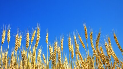 Fototapeta premium A field of yellow, ripe wheat under a blue summer sky, symbolizing the colors of the Ukrainian flag. Ears of grain sway gently in the breeze, representing a bountiful harvest.