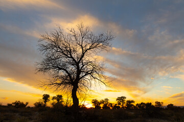 Silhouette of a bare tree against the backdrop of sunset on an autumn evening