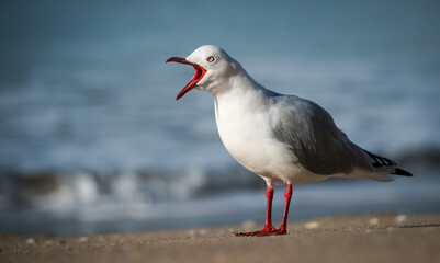 Fototapeta premium Red Billed Gull on beach isolated against out of focus background