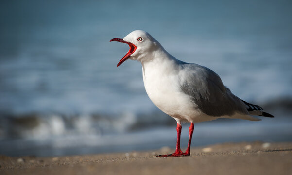 Red Billed Gull on beach isolated against out of focus background