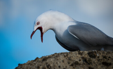 Red Billed Gull on beach isolated against out of focus background