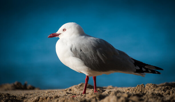 Red Billed Gull on beach isolated against out of focus background