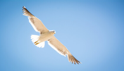 Red Billed Gull in flight at beach