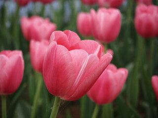 Bright Pink Close-up Tulip in The Garden