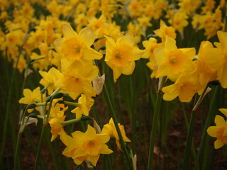 Obraz premium Bright Yellow Daffodils in Spring