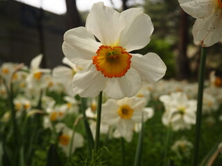 Obraz premium White Daffodils in Spring