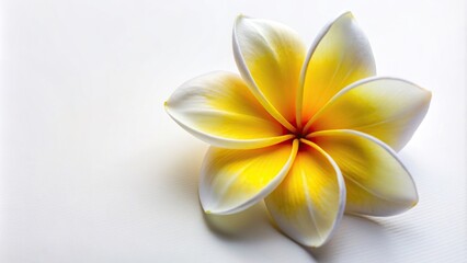 Obraz premium petals, white, vibrant, A vibrant Frangipani flower with its distinct petals in shades of white and yellow against a clean white background captured from a high angle