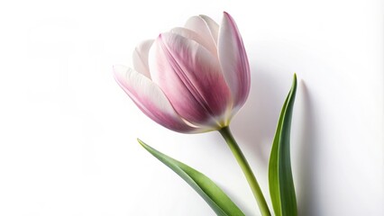 Fototapeta premium Minimalist silhouette of a tulip flower with graceful petals, isolated on a white background.