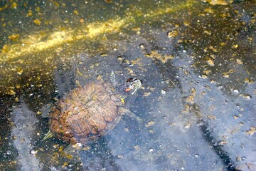 Red Eared Slider swimming in pond