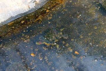 Red Eared Slider swimming in pond