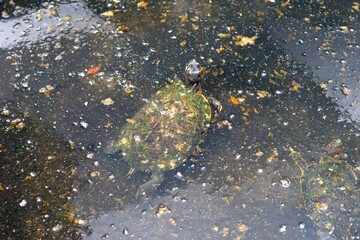Red Eared Slider swimming in pond