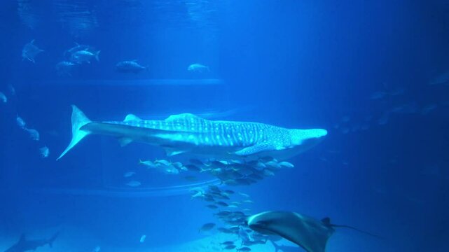 The Whale shark and schools of various tropical fish including the Giant trevally and the Bigeye trevally swimming underwater. Close up shot of Rhincodon typus. 4K 
